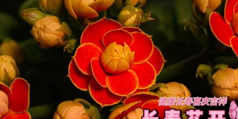 送老人什么花代表健康？健康意义的花有哪些？