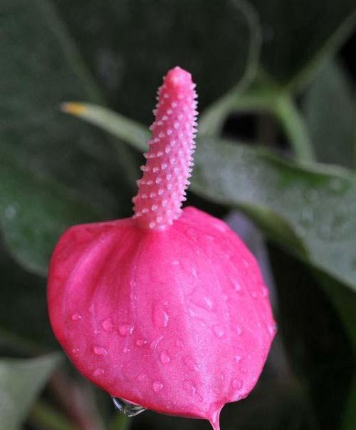粉色红掌花的寓意是什么？红掌花有哪些花语？