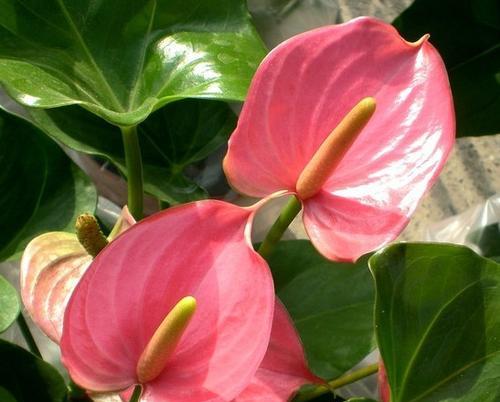 粉色红掌花的寓意是什么？红掌花有哪些花语？