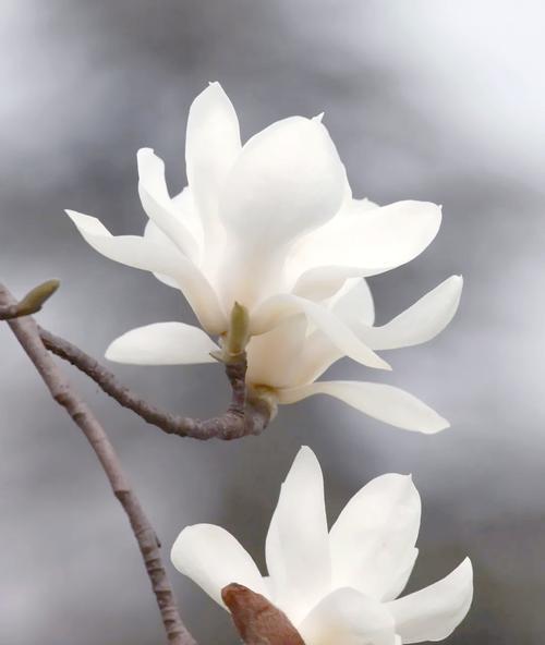 什么花寓意节节高升？如何用花卉表达向上精神？