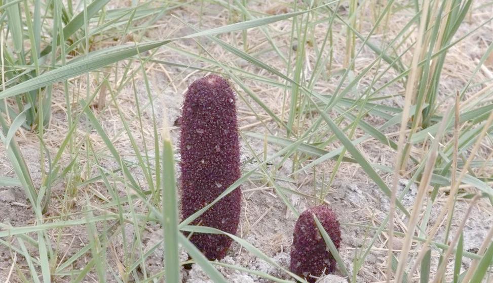 锁阳花的花语是什么？锁阳花背后有哪些传说故事？