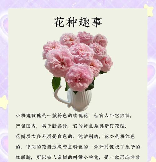 粉色玫瑰代表什么？粉色玫瑰花的含义是什么？
