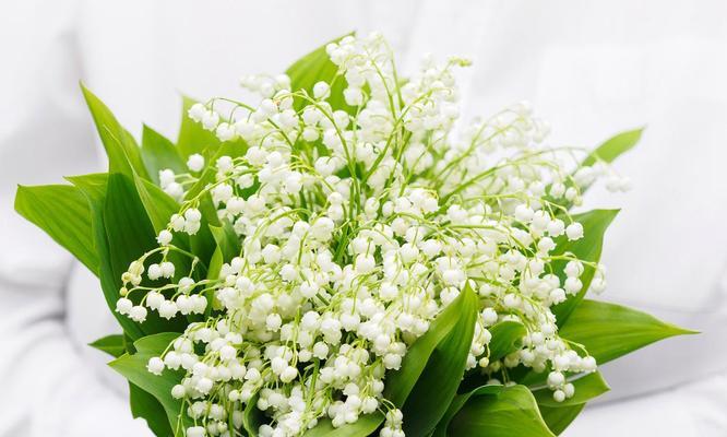 哪种花寓意节约时间？节约时间寓意的花是什么？