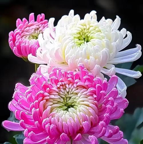 哪种花寓意节约时间？节约时间寓意的花是什么？