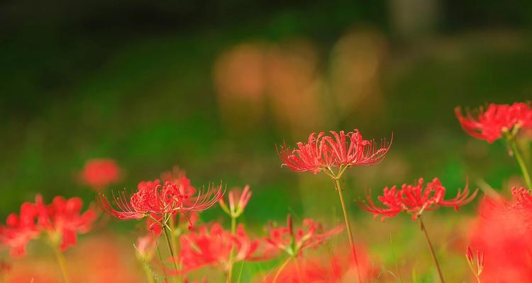 哪种花寓意节约时间？节约时间寓意的花是什么？
