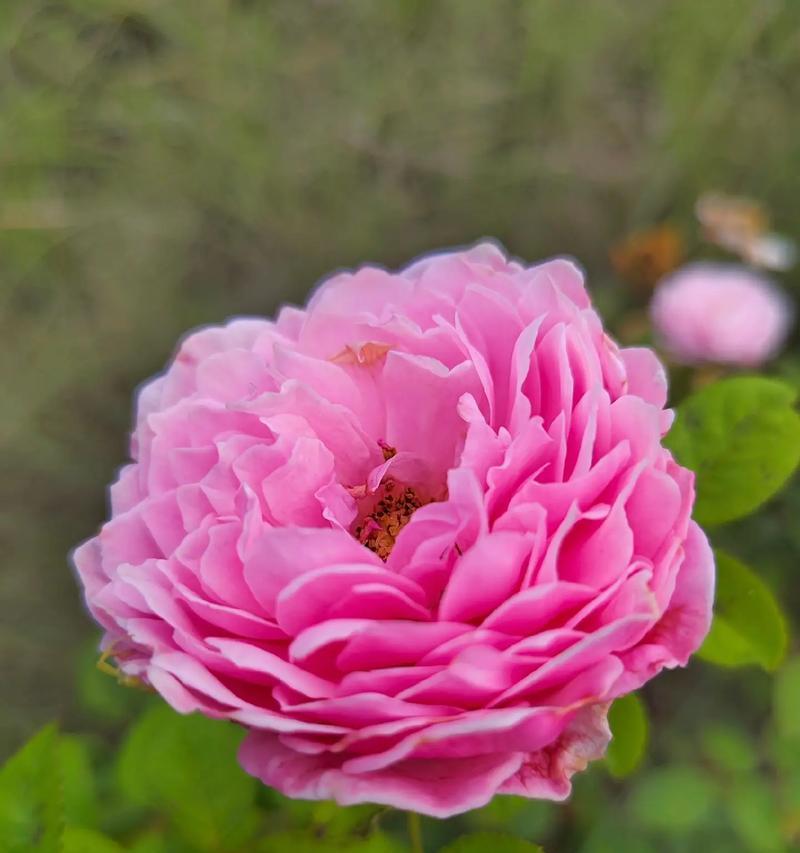 粉红色月季花的含义是什么？适合什么场合？