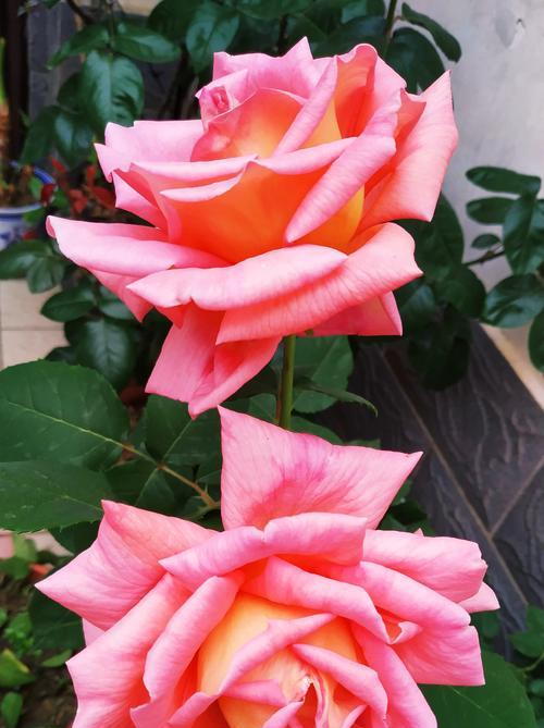 粉红色月季花的含义是什么？适合什么场合？