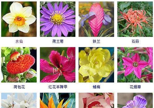 什么花象征慈祥和蔼？常见慈祥花的种类有哪些？