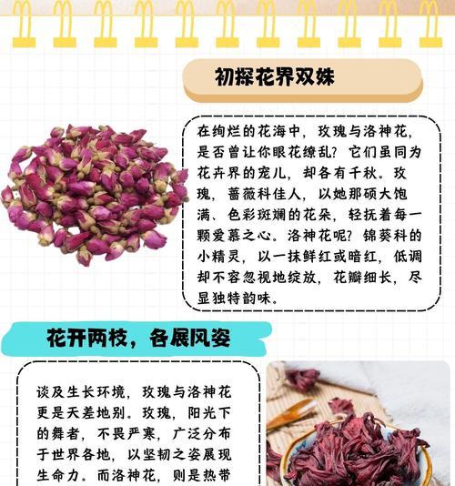 洛神玫瑰花的爱情寓意是什么？它们象征着什么？
