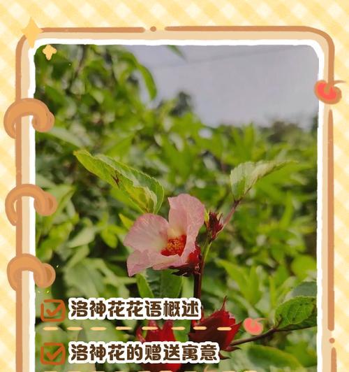 洛神玫瑰花的爱情寓意是什么？它们象征着什么？