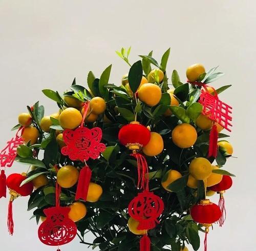 春节选花有哪些意义？如何挑选寓意吉祥的春节花卉？