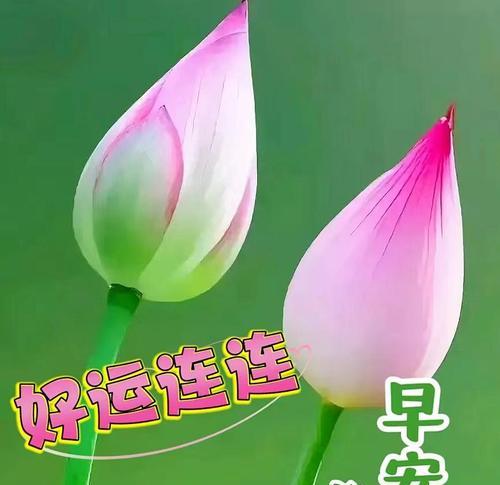 花的哪些祝福语句象征着美好祝愿？