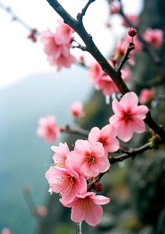粉色晨露花代表什么？