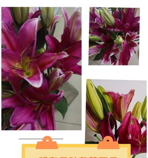 红色与紫色花朵搭配的花语及其含义是什么？