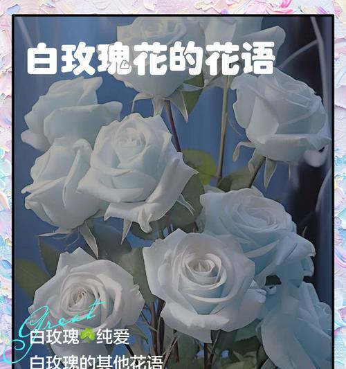 蓝白玫瑰组合的花语是什么？