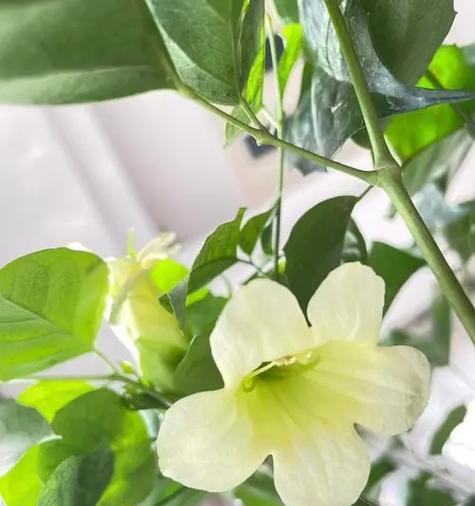 幸福树的花寓意是什么？它象征着什么？
