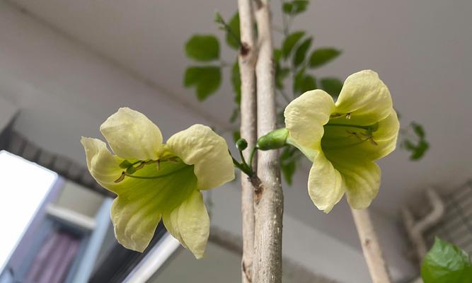 幸福树的花寓意是什么？它象征着什么？