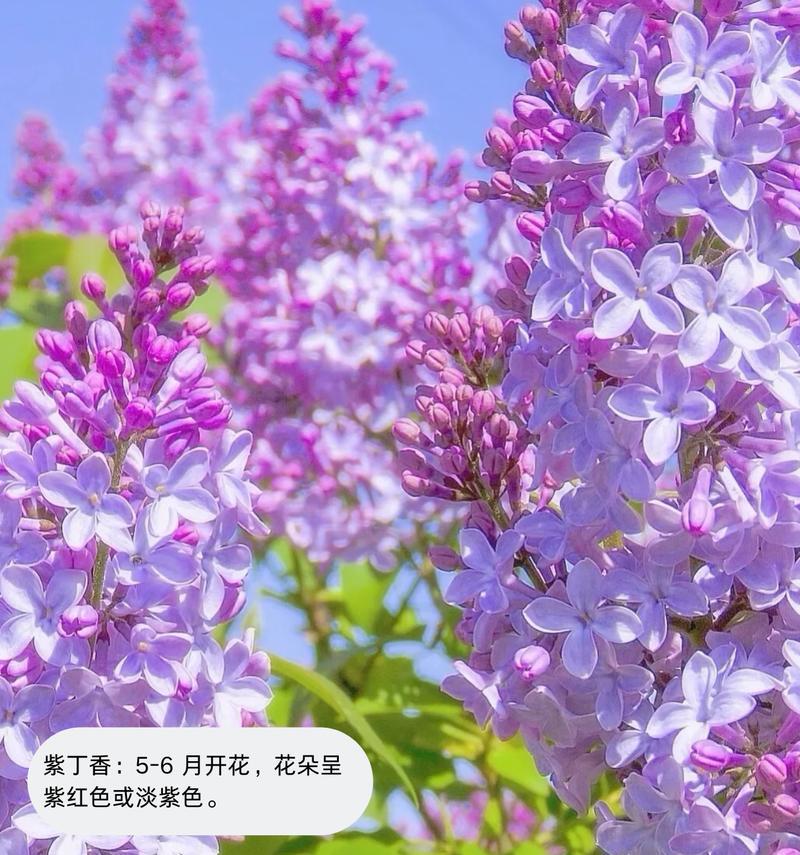 粉紫色花有哪些寓意和象征？