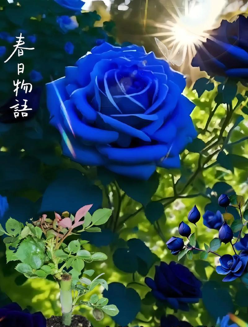 蓝色花语连衣裙代表什么？蓝色花语的连衣裙有何寓意？