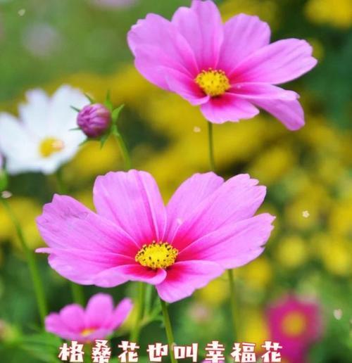 格桑花不同颜色代表什么意义？