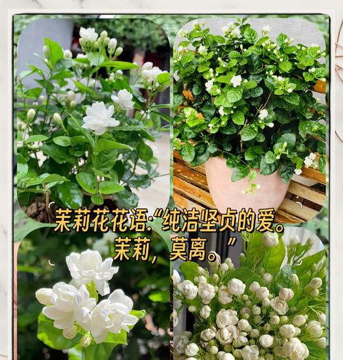 茉莉花对爱情的寓意是什么？茉莉花有哪些含义？