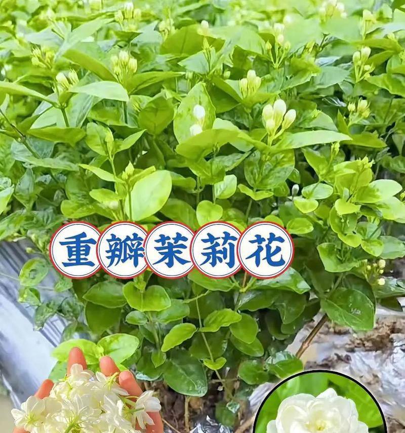 茉莉花对爱情的寓意是什么？茉莉花有哪些含义？