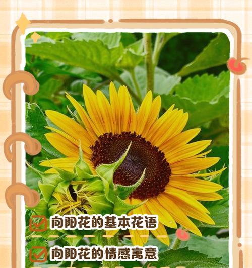黄色花和绿色花各自有什么寓意？它们在花语中代表了什么？