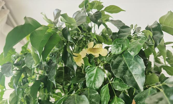 黄色花和绿色花各自有什么寓意？它们在花语中代表了什么？