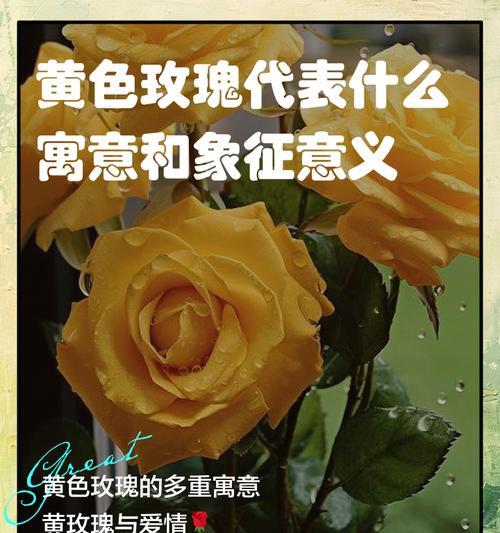 戴黄色的花有什么特别寓意？黄色花语的含义是什么？