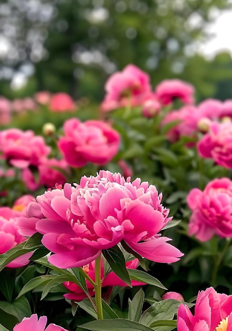 哪种花寓意家和富贵？家和富贵花语是什么？