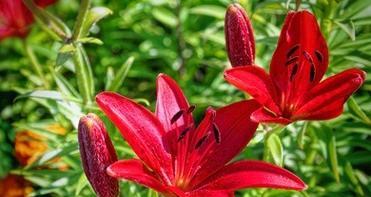 红色百合花的含义是什么？