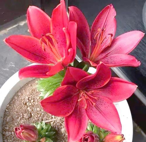 红色百合花的含义是什么？