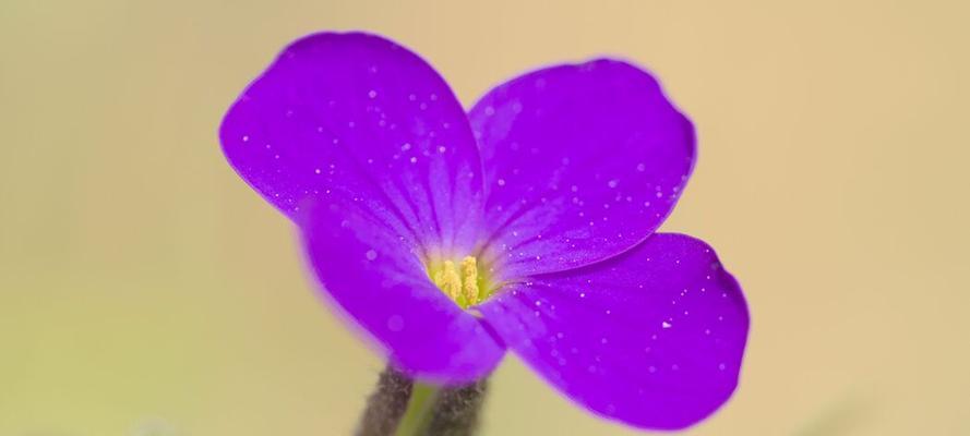 紫色花瓣代表的花有哪些？它们的寓意是什么？