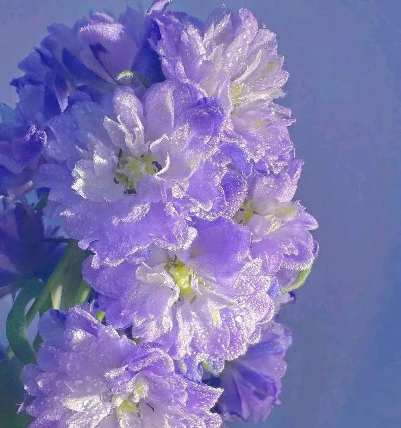 淡紫色的花代表了什么？