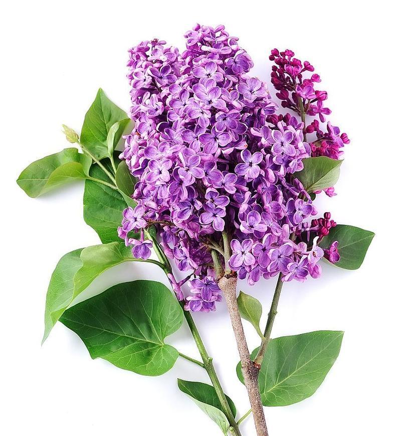 淡紫色的花代表了什么？
