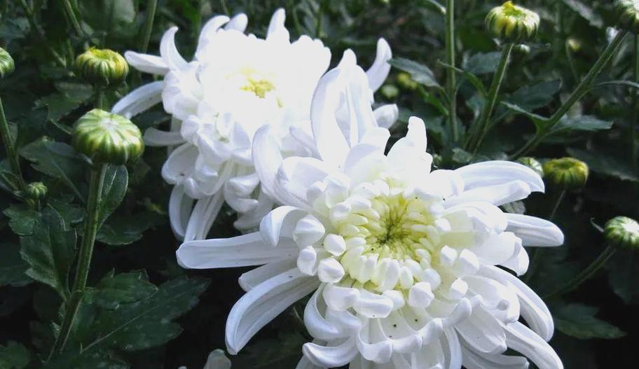 清明节最有象征意义的花是什么？清明节代表性的花有哪些？