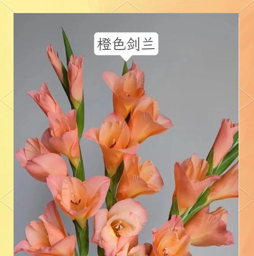 粉色和橙色花分别有什么寓意？它们象征着什么？
