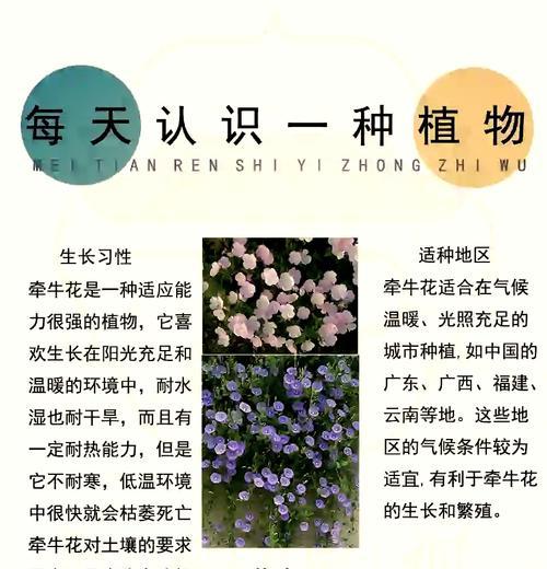 黄色喇叭花的花语是什么？喇叭花有哪些象征意义？