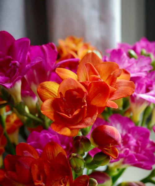 黄色喇叭花的花语是什么？喇叭花有哪些象征意义？