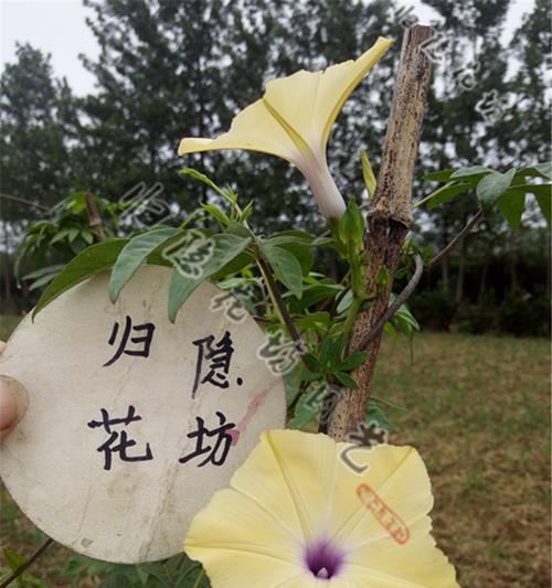 黄色喇叭花的花语是什么？喇叭花有哪些象征意义？