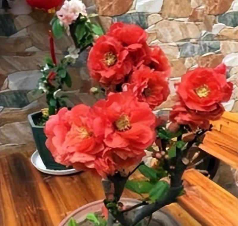哪些花具有祥瑞的寓意？它们代表了什么？