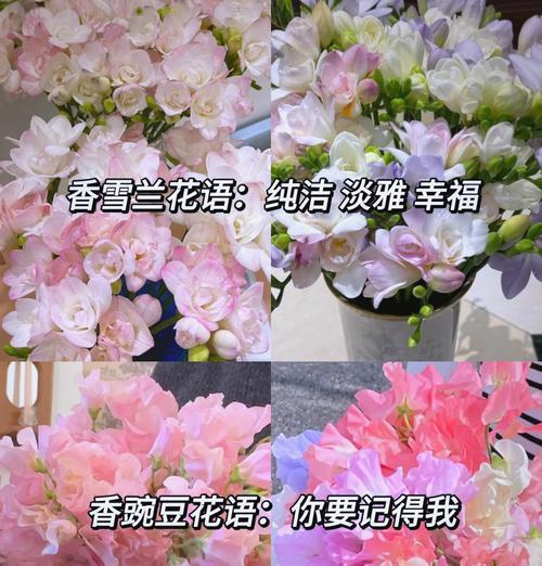 爱情不止玫瑰花的寓意是什么？玫瑰花以外的花代表什么？