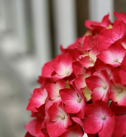 红色绣球花象征着什么？