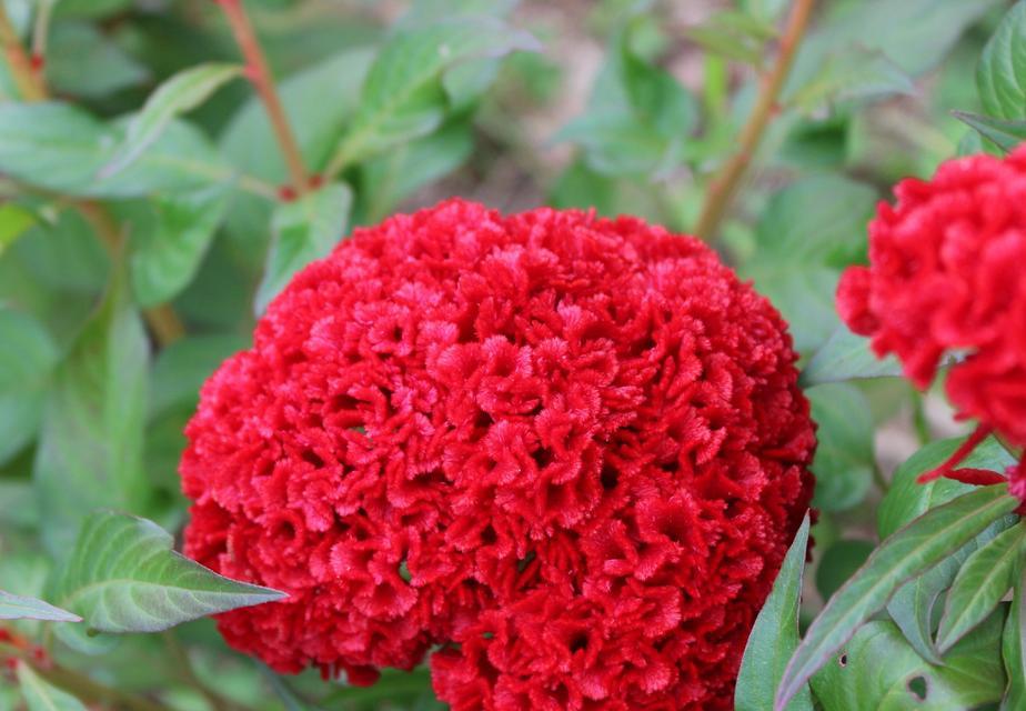 红色绣球花象征着什么？