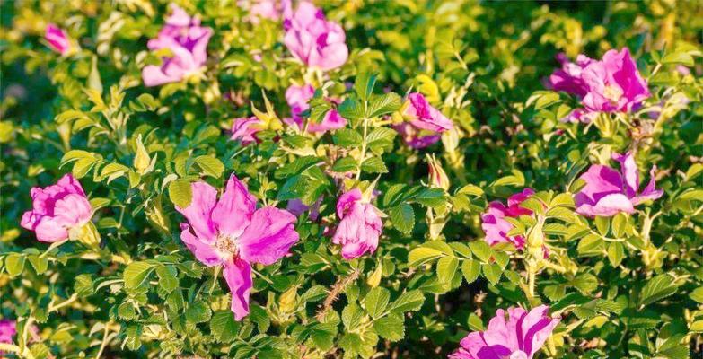 哪种花代表勇敢的爱情？