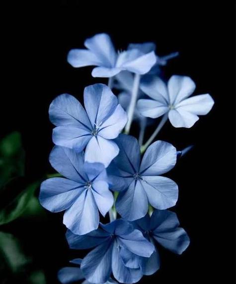 婚礼中蓝色的花寓意是什么？
