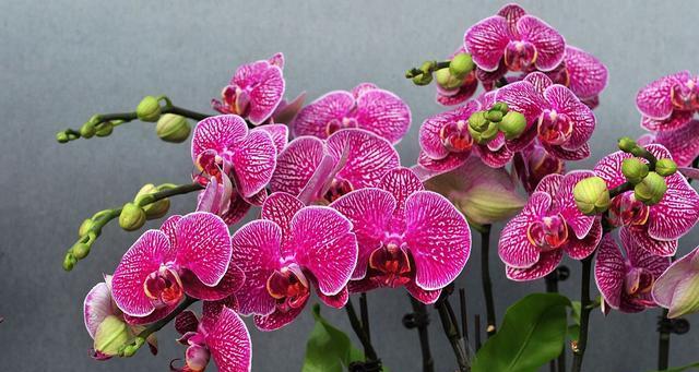 春节时花卉的寓意有哪些？