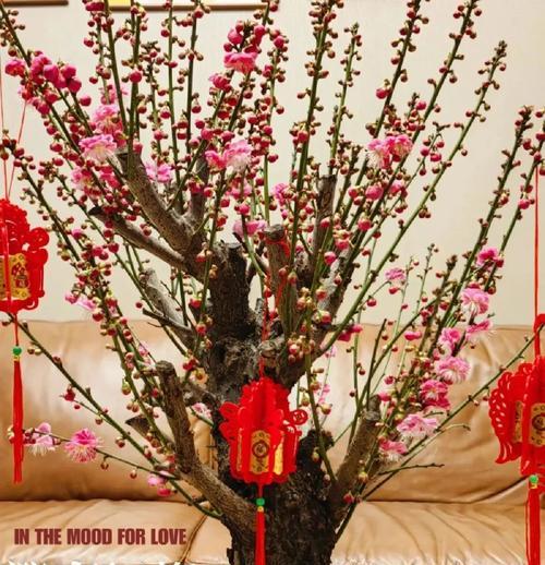 春节用什么花语祝福？春节花卉的寓意是什么？