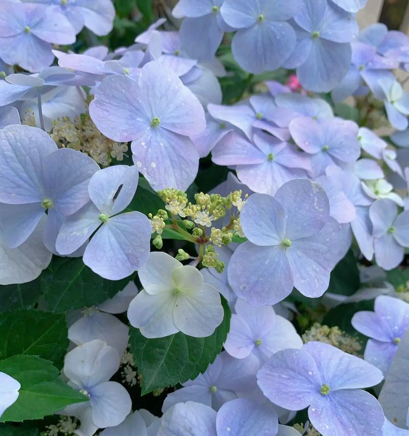 蓝色紫色花的花语寓意是什么？