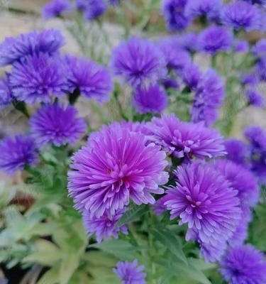 紫色花有什么特殊含义？紫色花卉的特殊寓意是什么？
